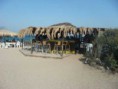 /album/%cf%86%cf%89%cf%84%ce%bf%ce%b3%ce%ba%ce%b1%ce%bb%ce%b5%cf%81%ce%af%3a-/lixadonisia-02-jpg/